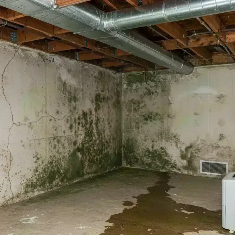 Professional Mold Removal in North Hampton, NH